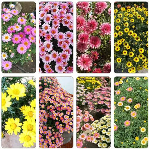 margarita semillas de balcón parterre de cortadas arbusto mariposas jardín rocas jardín semillas prados silvestres primavera perennes resistentes 150pcs