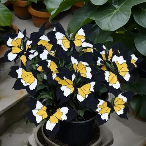 Hosta Rhizom, Funkien winterhart mehrjährig, Mitternacht Schmetterling, Balkongarten-Dekoration,-4 funkienzwiebeln-h