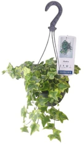 Verdecora Hiedra en maceta colgante | Hedera | Planta trepadora natural de interior o exterior | Fácil cuidado | Purifica el aire (Maceta Ø15cm)