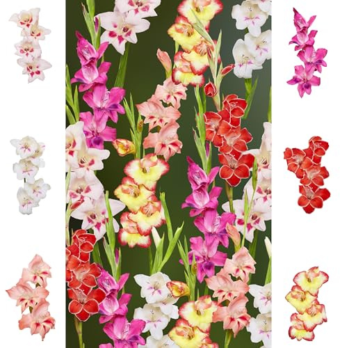Bulbes de Glaïeuls 60 x 'Rainbow Collection ' - The Bulb Farmers - Été - Cultivé aux Pays-Bas -Bulbes de Glaïeuls -Bulbes à fleurs