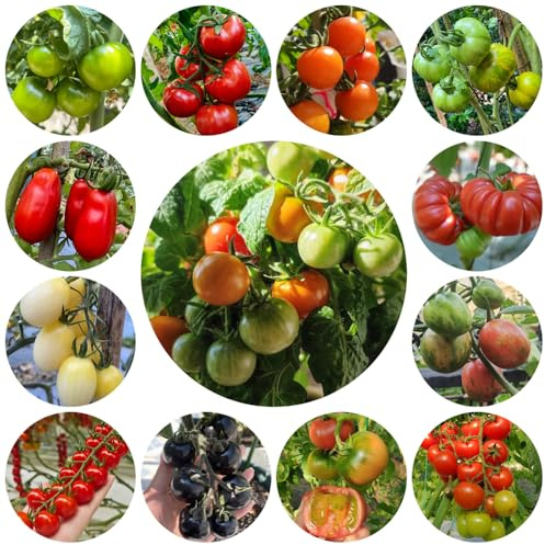 bio tomatensamen alte sorten, balkon winterhart luftreinigende garten 1000pcs