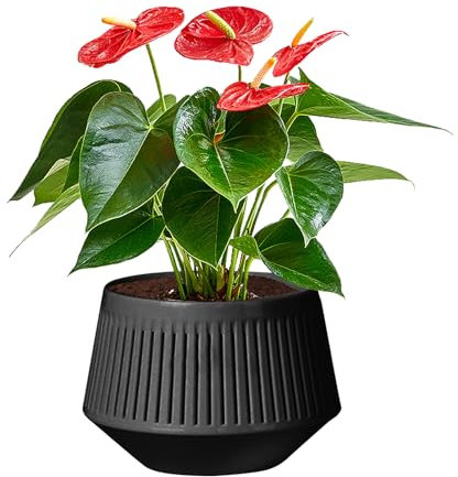 Töpfe für Orchideen mit Drainage | Orchideenbehälter doppellagig | atmungsaktiver Übertopf für blühende Blumen, Hydrokultur Wurzelkontrolle