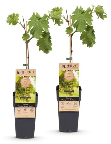 Green boutiQ - Plante à fruits - Vitis vinifera Vroege van der Laan - Plante à raisins - Résistante au froid - Raisin blanc - 2 Plantes - Pot 15cm - Hauteur 50cm