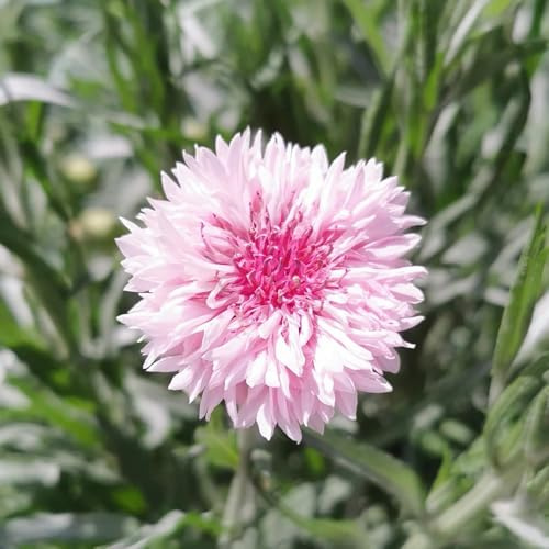 semi di fiordaliso, balcone da giardino roccioso resistenti, perenne, decorazione autunnale campo 400pcs