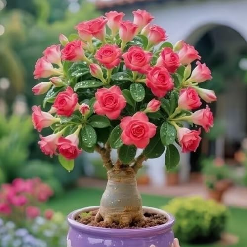 Brillante Rizoma Di Rosa Del Deserto, Resistenti Al Freddo E Alla Siccità, Facile Da Coltivare, Splendide esposizioni in giardino-1 Rizoma-G