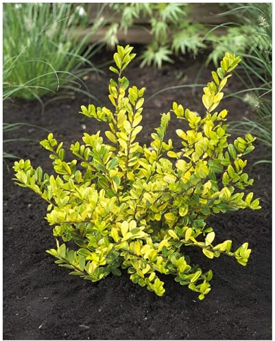 Stauden Gänge 10 x Ilex crenata 'Golden Gem' Gelber Berg Ilex winterhart | Immergrüner Buchsbaum-Ersatz für Sonne bis Schatten, mehrjährig, schnittverträglich, 9x9 cm Topf