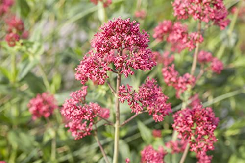 Centranthus ruber 'Coccineus' 9x9 cm Topf – Winterhart, Mehrjährig, Pflegeleicht – Rote Spornblume – Staude für Beet & Steingarten
