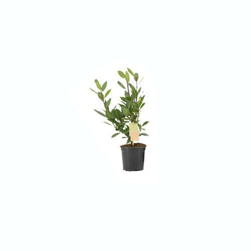 Laurel Planta Viva Mini Planta Maceta 10cm Árbol Natural