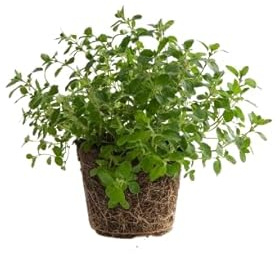Planta Natural de Orégano Hierba Aromática Origanum Vulgare