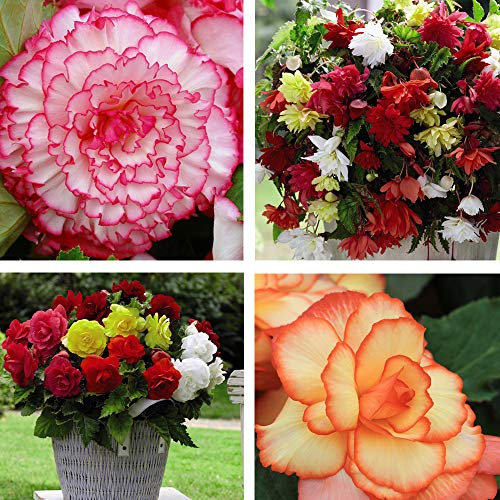 Begonia Bumper Pack Garden Plant Half-Hardy Tuber Flowering Garden Plants Easy to Grow Your Own 40x Tubers Plant by Thompson and Morgan