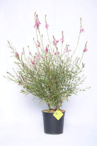 Plantì GAURA LINDHEIMERI – Pianta Vera da Interno ed Esterno, Fogliame Verde Scuro, Ideale per Vaso e Giardino, Diametro Vaso 19 cm (Compact pink)