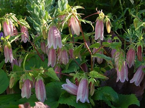 Koreanische Glockenblume - Korean bellflower Campanula 20+ Samen ESSBAR! Ed 021