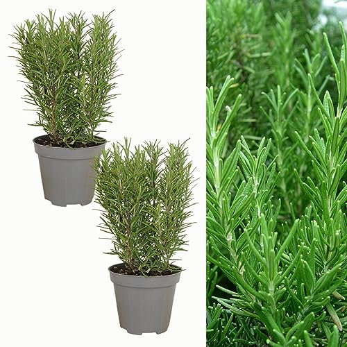 Carbeth Plants 2 x Large Rosemary Herb Plants in 1.5L Pots - Rosmarinus