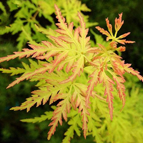 Acer palmatum 'Seiryu' | Japanese Maple Deciduous Potted Trees for Small Gardens | Premium Bushy Plant Shrub Tree in Pot (50-70cm (Incl. Pot))