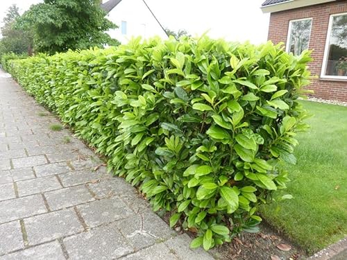 Stauden Gänge 10 x Prunus laurocerasus 'Novita' (Gehölz/Heckenpflanze/Winterhart/Mehrjährig/Immergrün) Kirschlorbeer - Robust, pflegeleicht und immer ein Blickfang