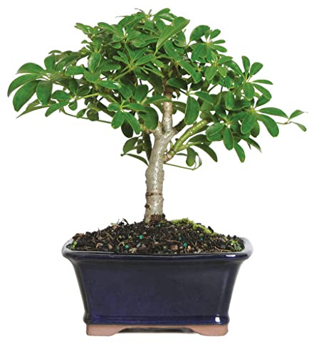 Brussel's Bonsai Live Hawaiian Umbrella Bonsai Tree - Small, 3 Year, 4 to 7 Inches Tall - Indoor Bonsai Tree with Ceramic Bonsai Pot