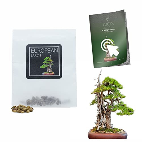 30 European Larch Bonsai Seeds | Larix Decidua | Growing Guide | Grow Your Own Bonsai Tree | Bonsai Beginners and Enthusiasts