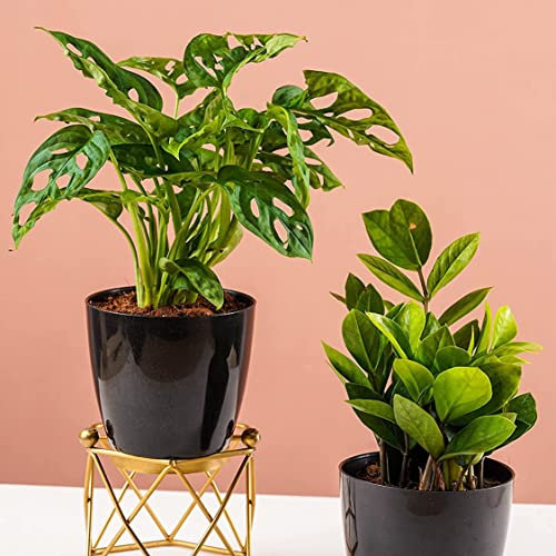 DECOALIVE Duo Plantas Que Filtran el Aire Premium: Monstera Monkey Leaf y Zamioculcas Zamiifolia