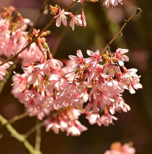 Hochstamm Higan Kirsche 60-80cm - Prunus subhirtella - lebende Gartenpflanze aus den Baumschulen