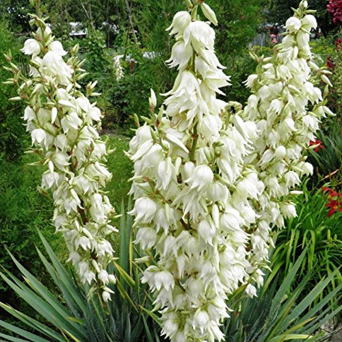 ADAM'S AGO Yucca filamentosa 10 SEMI