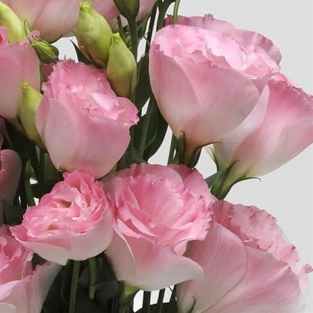 100pcs graines de fleurs de lisianthus rose