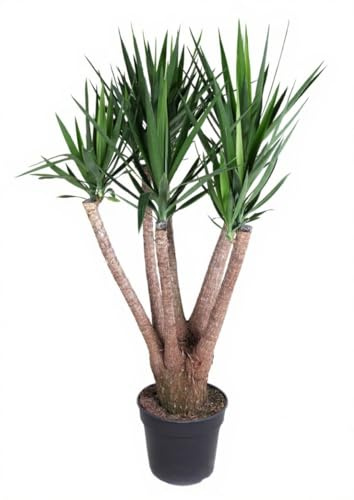 Yucca elephantipes Yucca Palme verzweigt 5 armig 180 cm Höhe