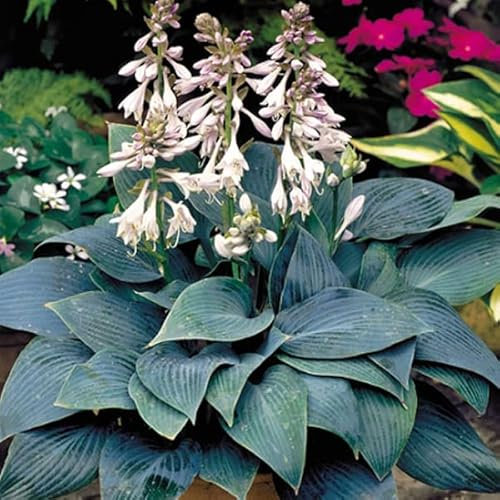 6 x Hosta 'Halcyon' - Godet 9x9cm - Feuillage bleu-gris, floraison estivale, pots