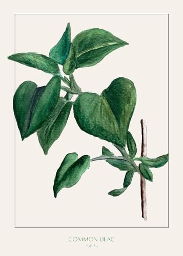 Common lilac Poster Print - Annika John (24 x 36)