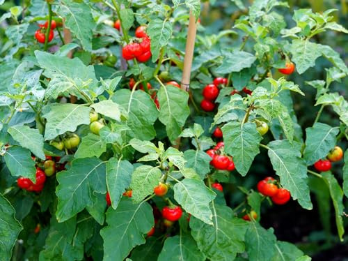 Äthiopische Aubergine – Solanum aethiopicum – 10 Samen | Vielseitige Gemüse-Rarität aus Afrika