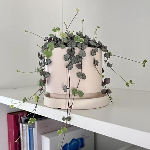 leuchterblumesamen kaufen - stauden winterhart mehrjährig, kletterpflanzen 300pcs