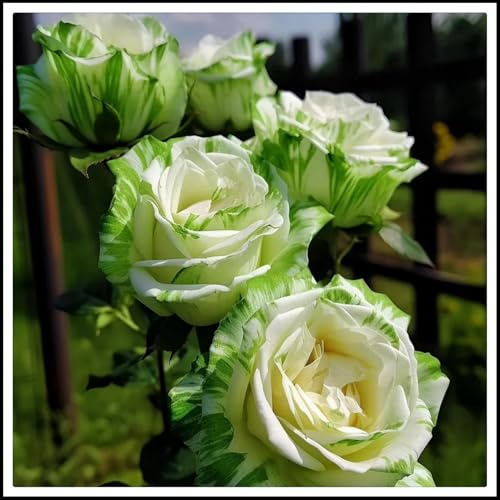 Excelente elección para arreglos de jardín -/ Raíz de rosa -/ - - Los colores de los pétalos varían -/ (NVNJHJN).-5 rizoma-C