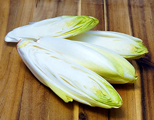 Zichoriensalat Zuckerhut - Endiviensalat - Endive Sugar Loaf - Salate - 1000 Samen