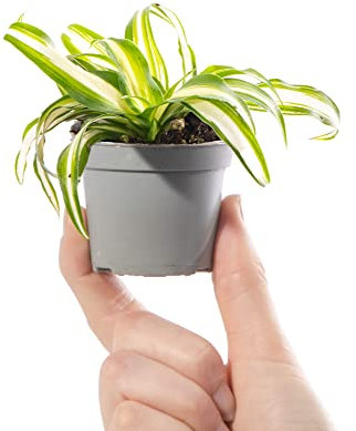 Baby Spider Plant - Chlorophytum Variegatum Small Evergreen Houseplant | Air Purifying Indoor Plant for Home, Office, Kitchen, Bathroom | Grow Your Own Baby Plants