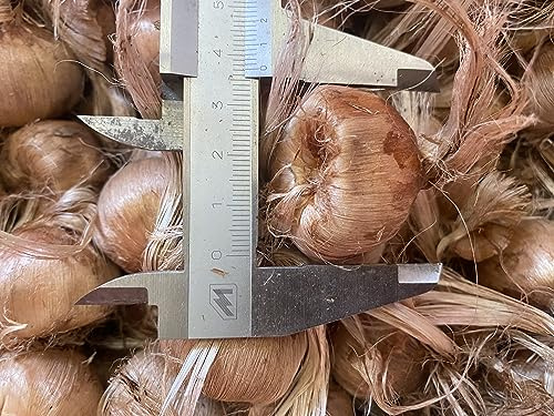 10 bulbi di zafferano grandi da 3 a 4,5 cm di diametro, calibro 10 a 14 a seconda del raccolto