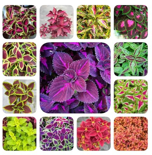 50 piezas Semillas de coleo resistentes, pequeños regalos plantas en macetas resistentes al exterior planta de coleo, macetas plantas de oficina plantas de jardín, maceta semillas