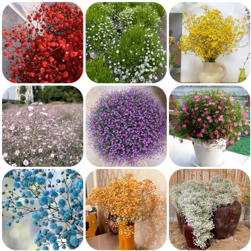semi di gipsofila - esotiche Gypsophila paniculata - semi da giardino roccioso di copertura del estivi come 150pcs