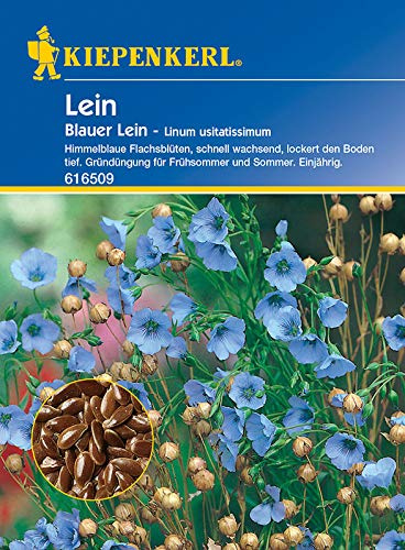 Kiepenkerl 616509 Gründünger Blauer Lein (Blauer-Leinsamen)