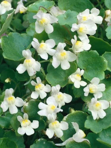 Cymbalaria pallida 'Albiflora' 9x9 cm Topf – Winterhart, Mehrjährig, Pflegeleicht – Zimbelkraut – Bodendecker für Steingarten & Mauerfugen
