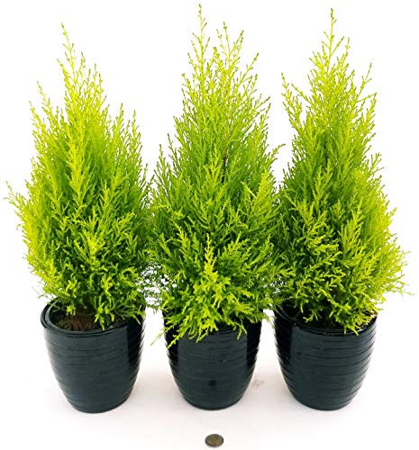 POWERS TO FLOWERS - CIPRESSO WILMA 3 PIANTE, Vaso 14 cm, piante vere