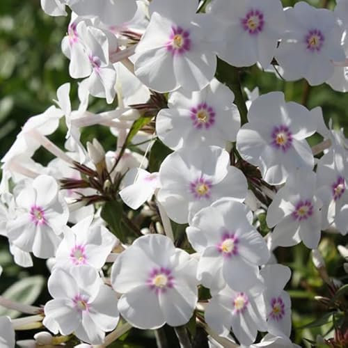 6 x Wiesen Flammenblume 'Omega' - Phlox Maculata 'Omega' Topf 9x9cm: Blütenpracht für feuchte Standorte