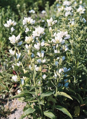 Campanula glomerata alba 50 Seeds
