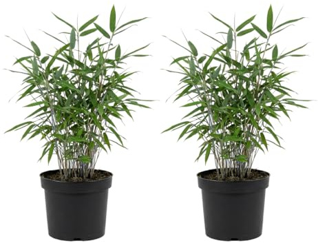 Bloomique - Lot de 2 - Fargesia Blue - Bambou bleu - Non envahissant - Rustique - Plante haie - 20-40 cm haut - Pot 14 cm