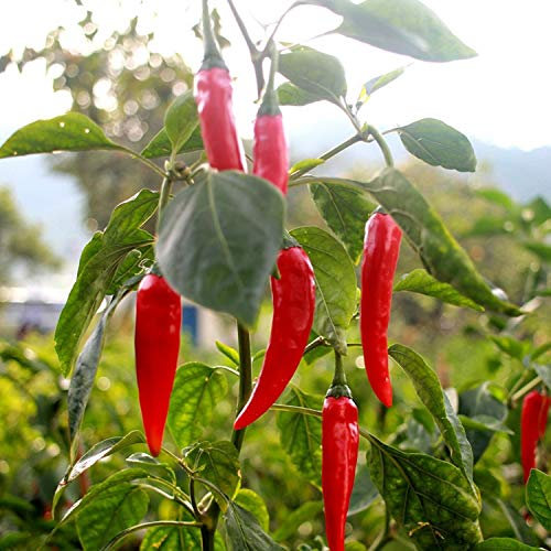 25 Graines de Piments de Cayenne - légumes jardins potager- semences paysannes reproductibles - SemiSauvage