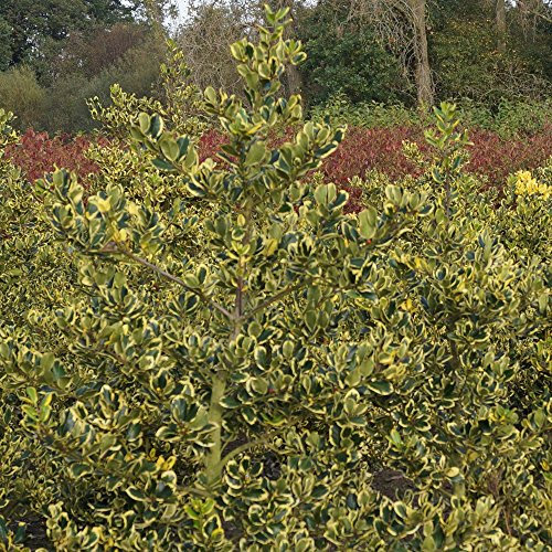 Ilex altaclerensis 'Golden King' Evergreen Hardy Holly Hedge Shrub Plant in Pot (9cm Pot, 20-30cm)