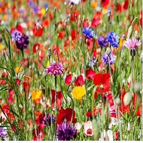 100g Pure Wild Flower Meadow Certified Seeds Over 20 Species of Flower Amazing Value Bulk WholesaleMix 777