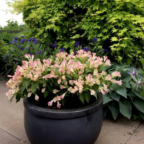 Weigela 'All Summer Peach' - Continuous Blooms - Compact Shrub for Borders and Containers - Unique Peachy-Pink Flowers - Bright Variety - 1x 3 Litre Potted Plant by Thompson & Morgan