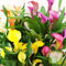 Bulbos de Calas Colores Variados | Zantedeschia aethiopica Bulbos Calas para Jardines Modernos y Eventos Especiales - Espata Blanca como Caballo, Crecimiento Rápido en Agua-10 bulbs-I