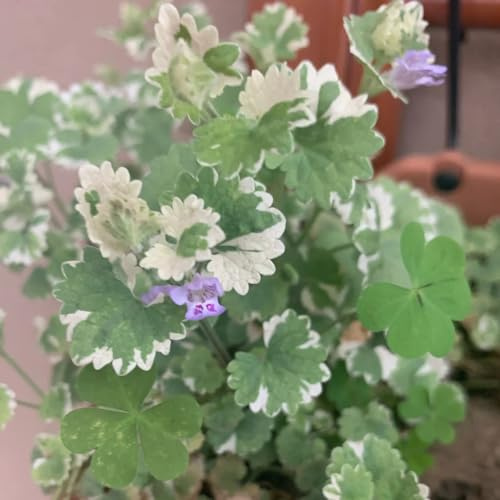semi di edera terrestre d'appartamento esotiche in vaso serre balcone giardino roccioso rare giardino balcone con rialzata 250pcs