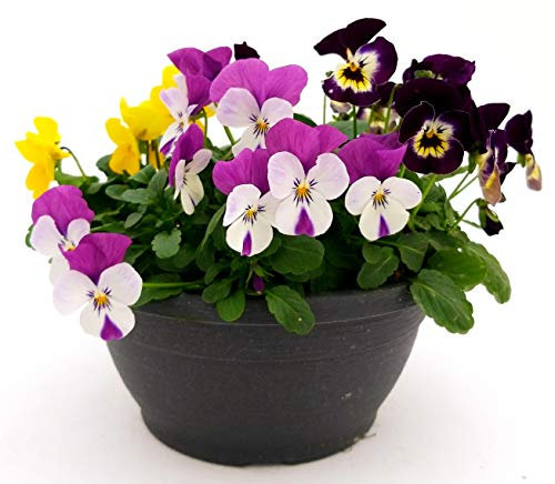 POWERS TO FLOWERS - VIOLE DEL PENSIERO, VIOLA A FIORE PICCOLO, CIOTOLA MULTICOLORE, pianta vera