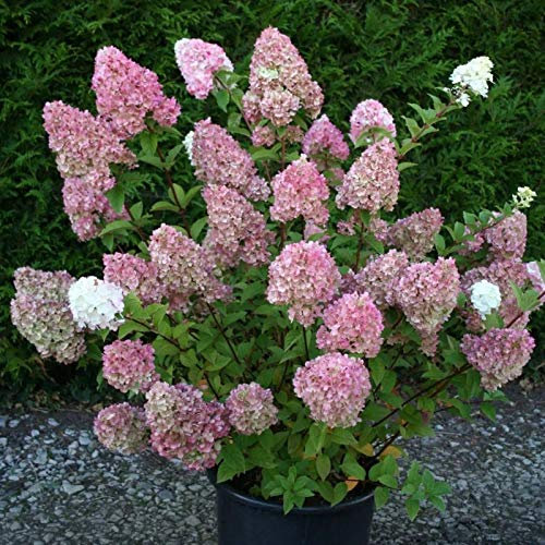 1 Bag Hydrangea Seeds Aesthetic Easy to Grow Lightweight Beautiful Flower Seeds for Photo-Prop - Hydrangea Seeds - Flower Seeds Vegetable Seeds Fruit Seeds Garden Plant Seeds